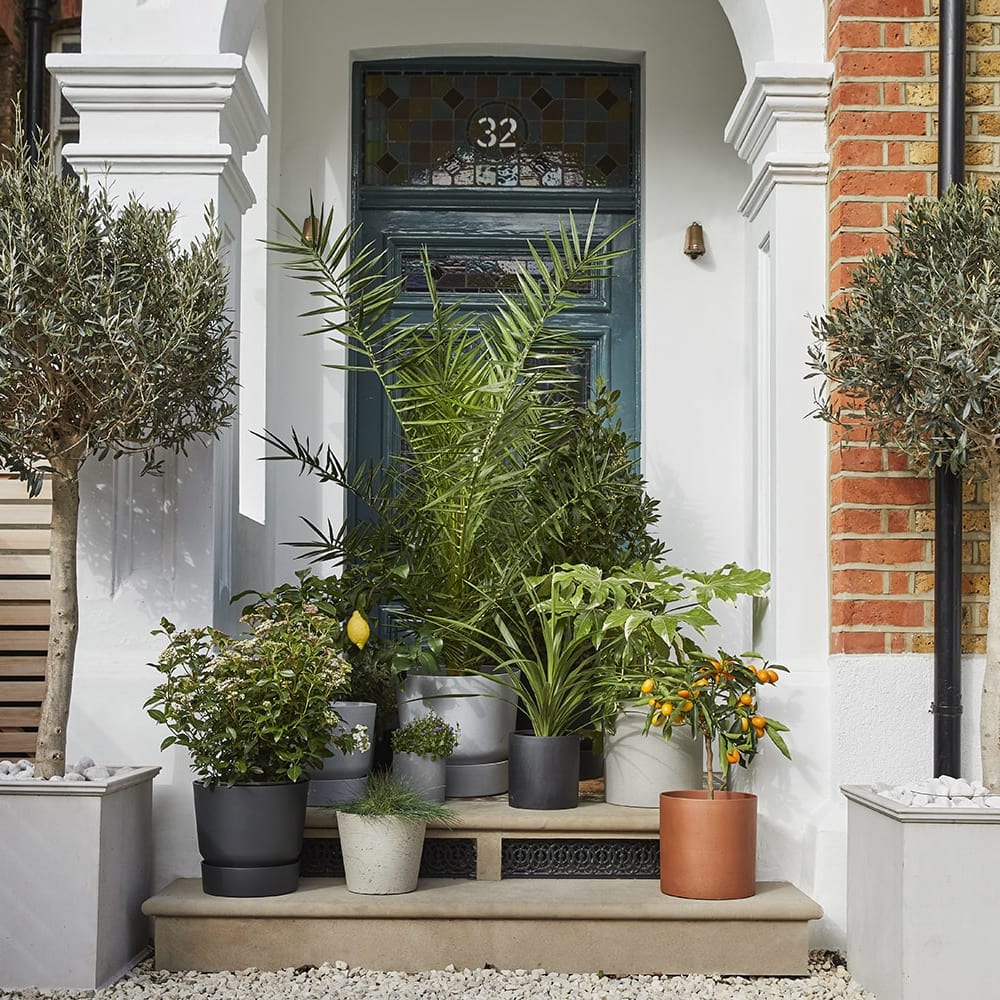 Outdoor Plants Online Garden Outdoor Plants in London Patch Patch